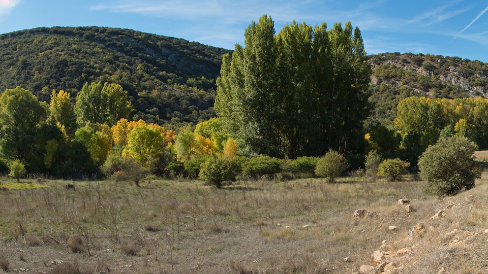 A dirt path leading through a forested area with autumn-colored trees and a mountain in the background.