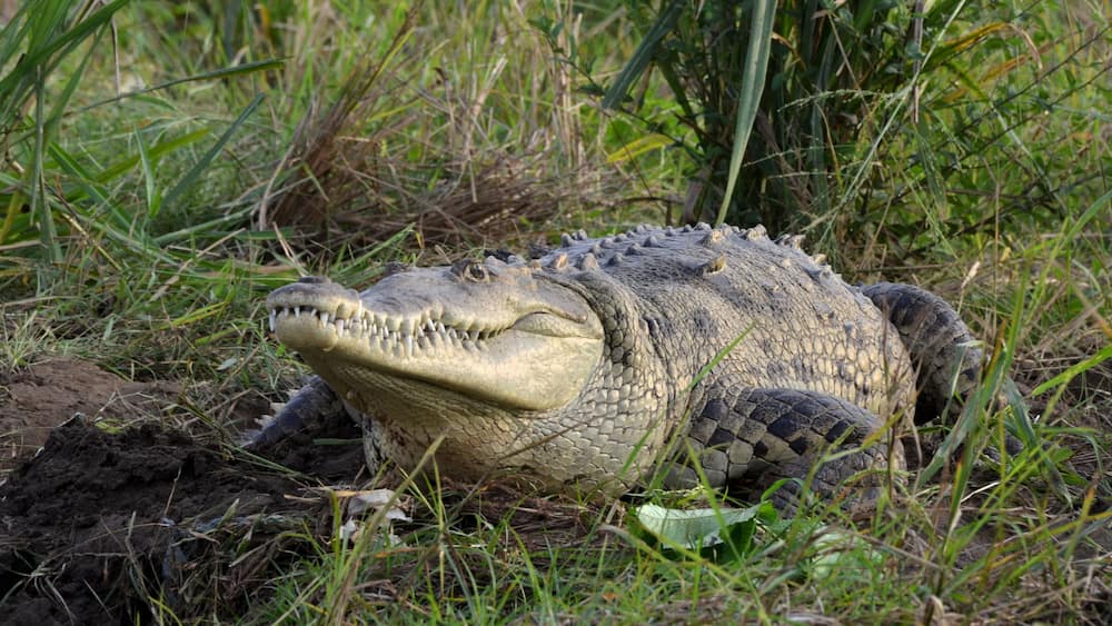 A crocodile resting in a grassy area with dense vegetation around.