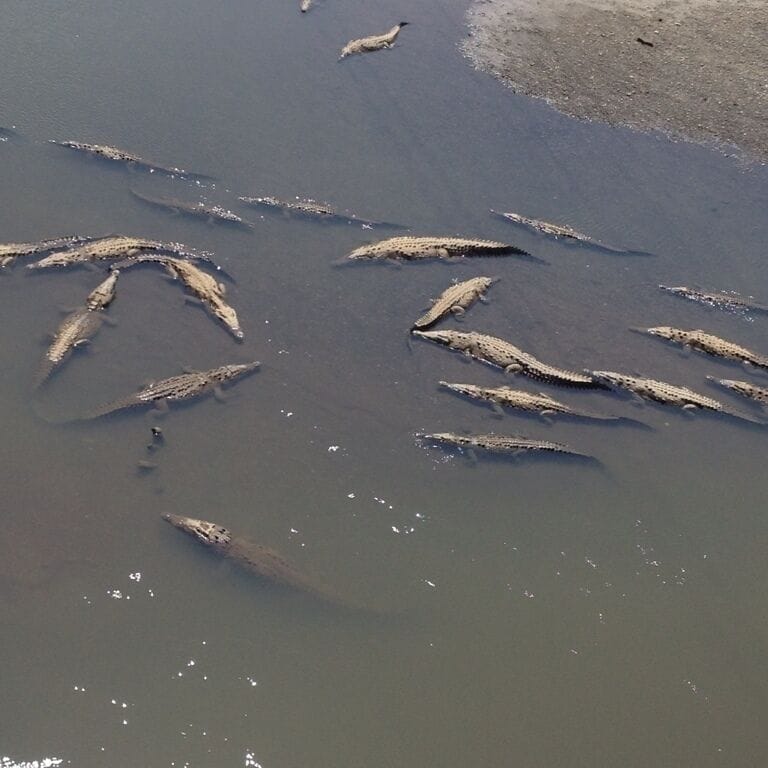 River loaded with crocs