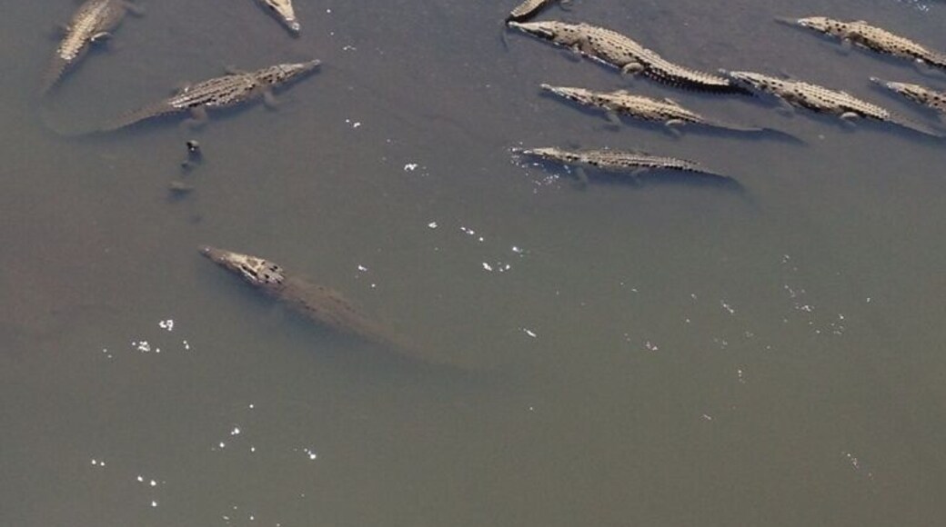 River loaded with crocs