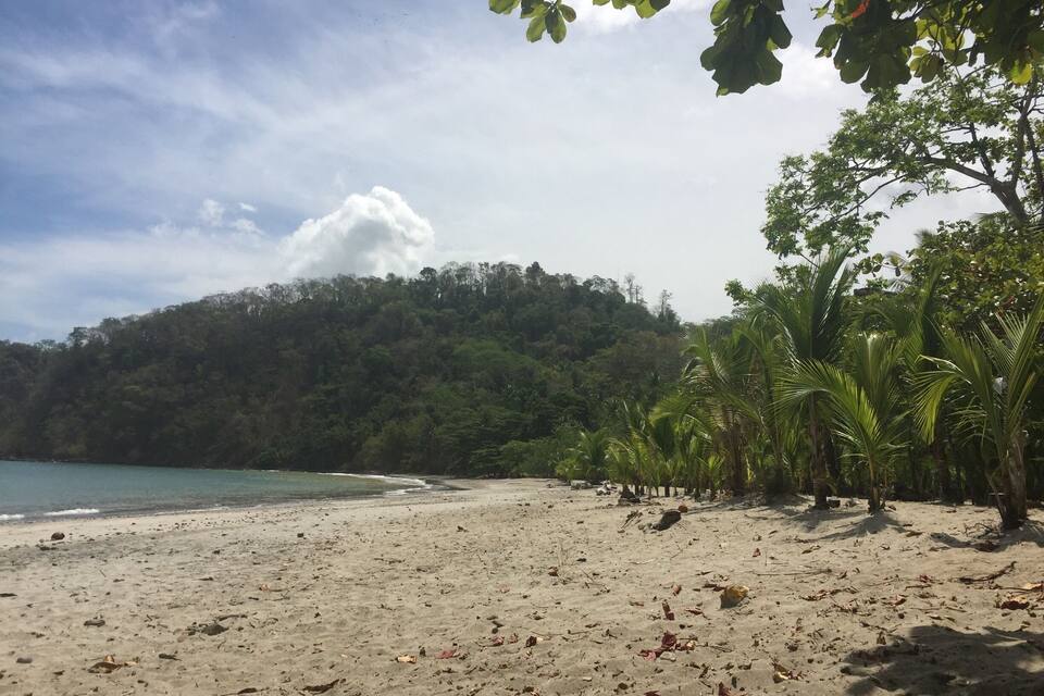 A beach with sand, palm trees, and a forested hill in the background.