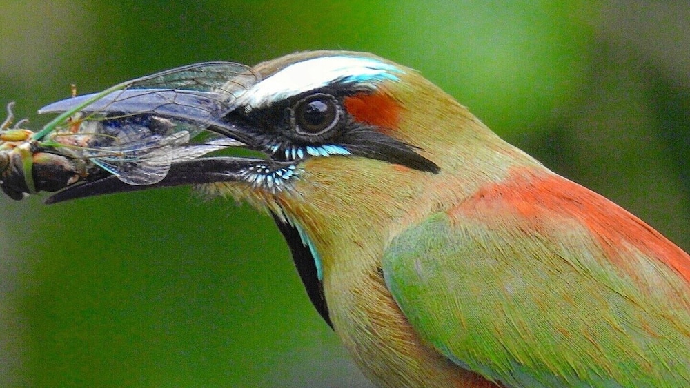 A bird with a colorful plumage holding a transparent insect.