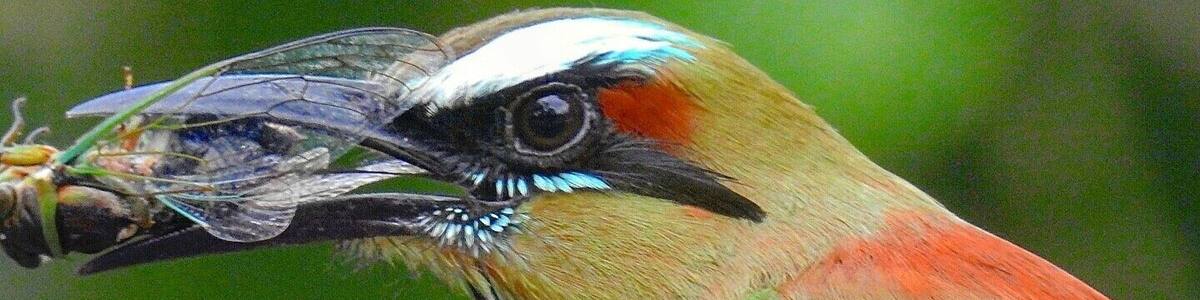 A bird with a colorful plumage holding a transparent insect.