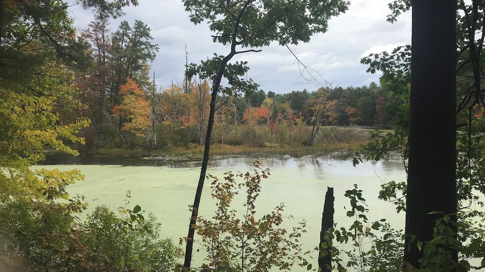 A lake surrounded by trees with autumn foliage.