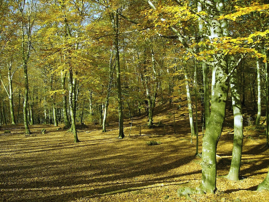 bosco di san clemente