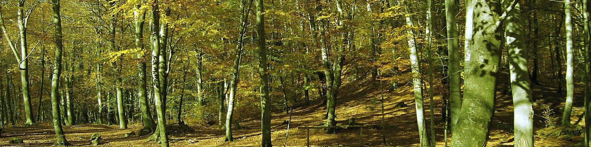 bosco di san clemente