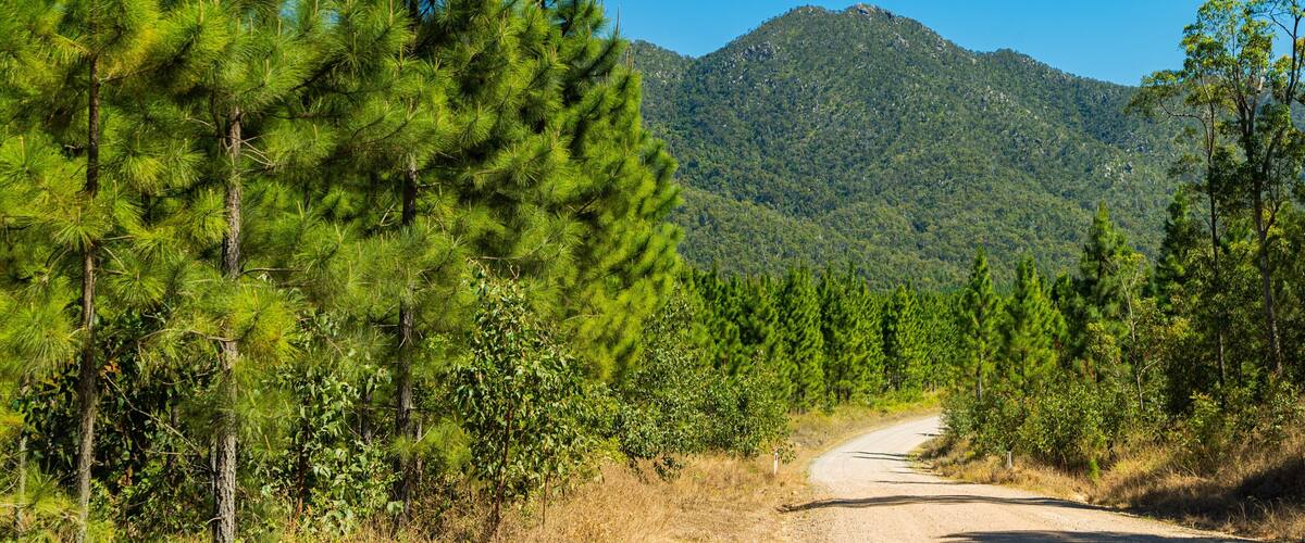 Un chemin de terre sinueux traverse une forêt dense, parsemée de grands pins, avec une montagne en arrière-plan.