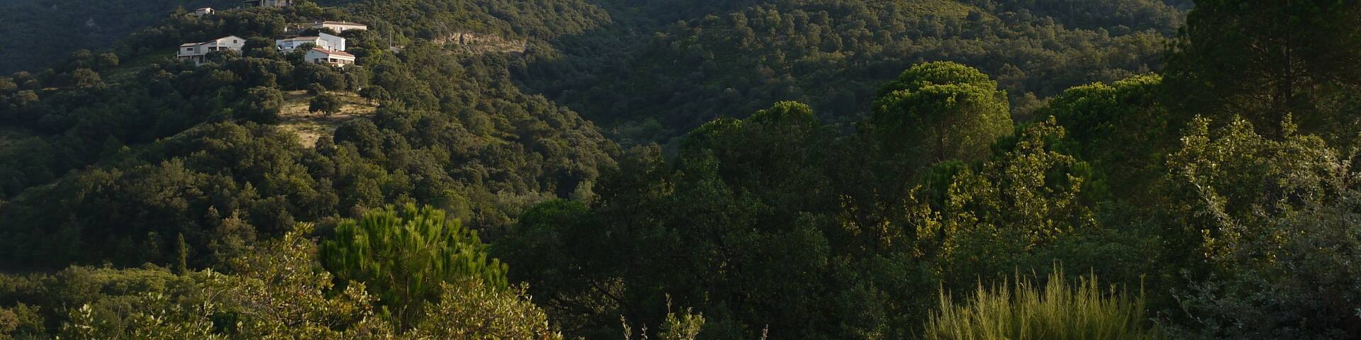 Les Llisses (sommet 528 m) à Sorède