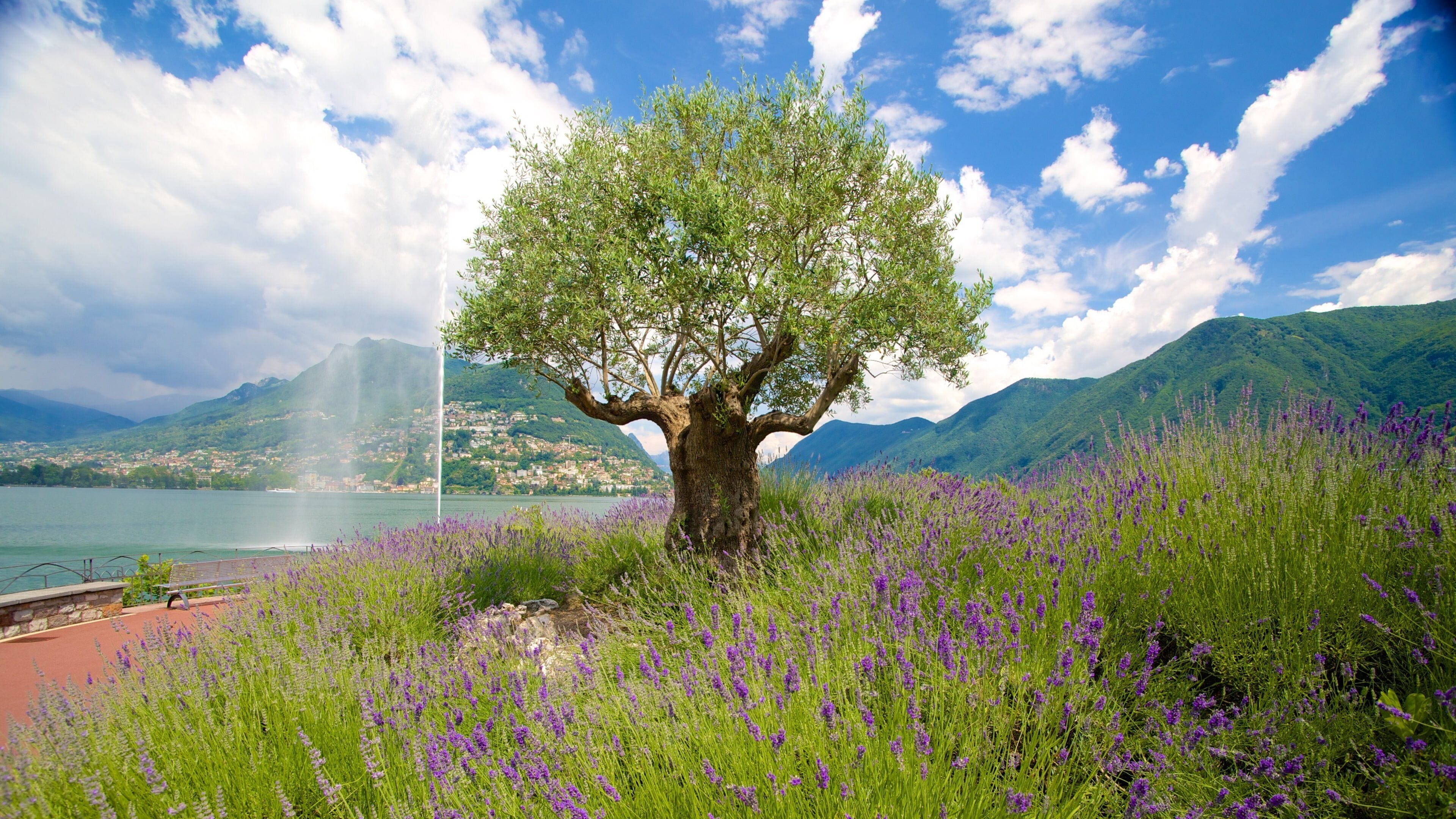 Paradiso featuring a lake or waterhole and wildflowers
