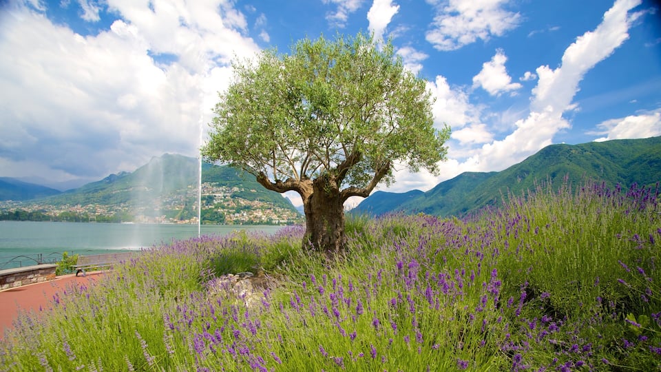 A tree in a field of purple flowers with a lake and mountains in the background.