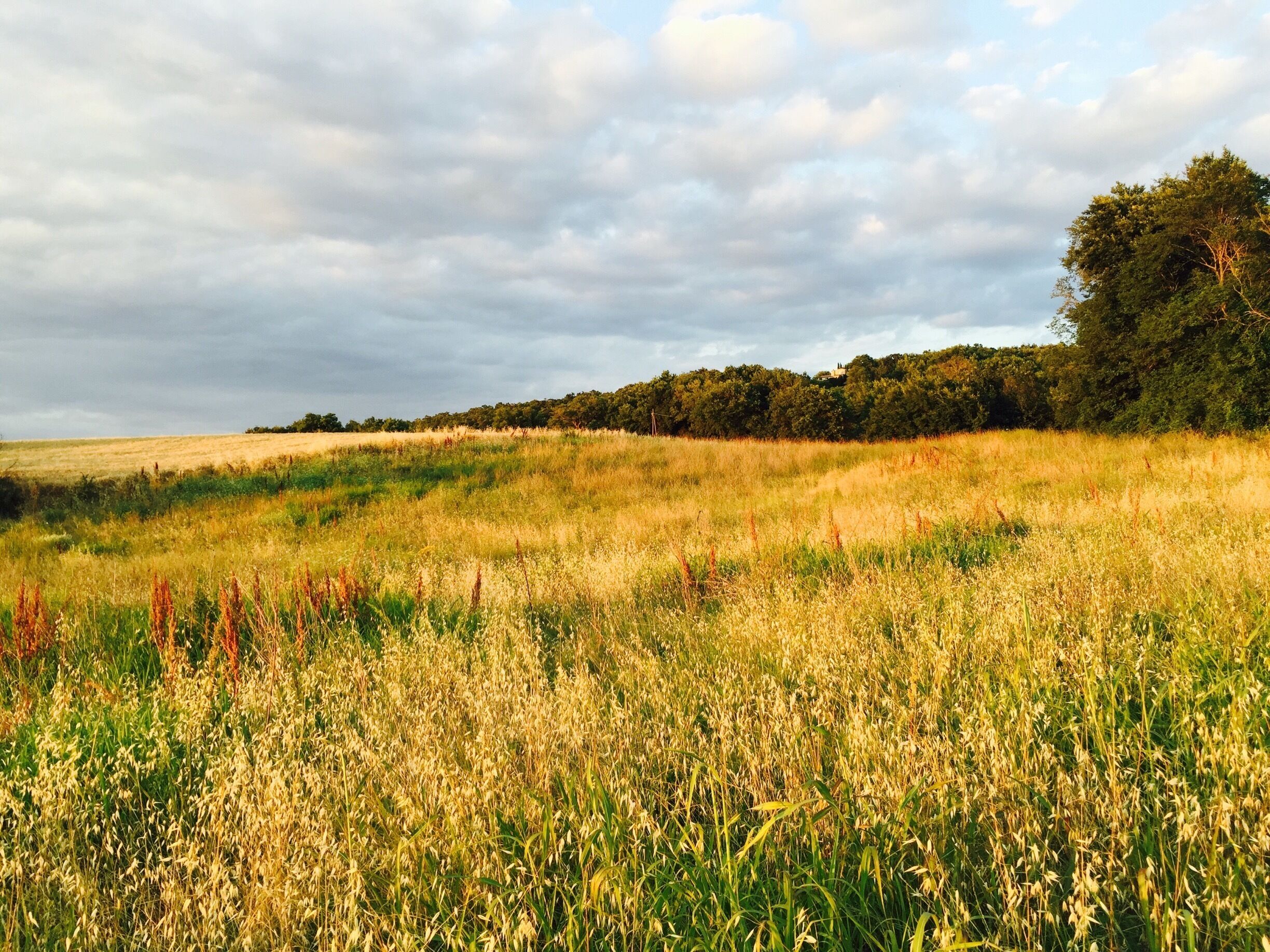 A field with tall grasses and a forest in the background.