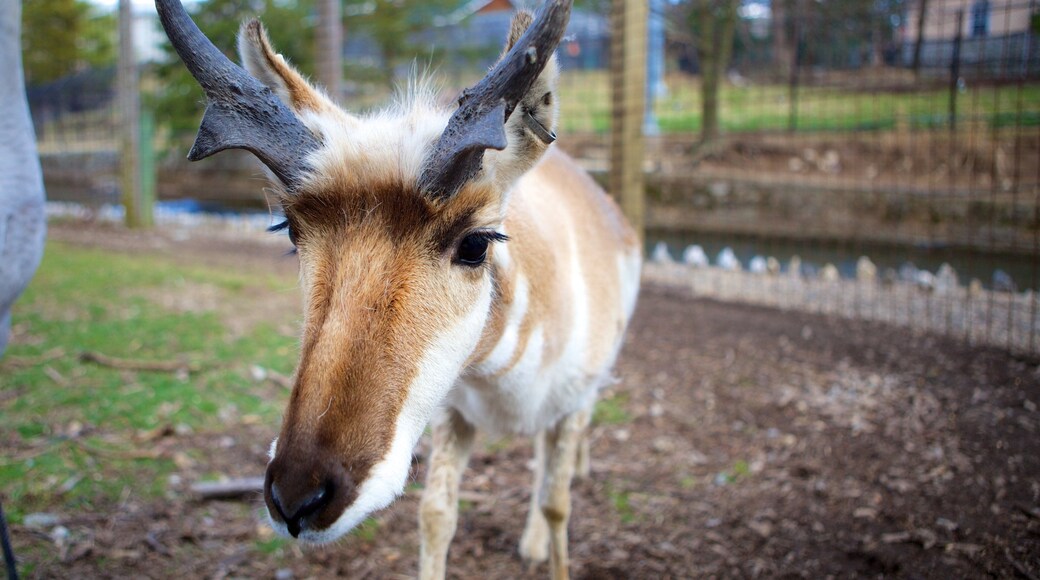 ZooAmerica which includes zoo animals and animals