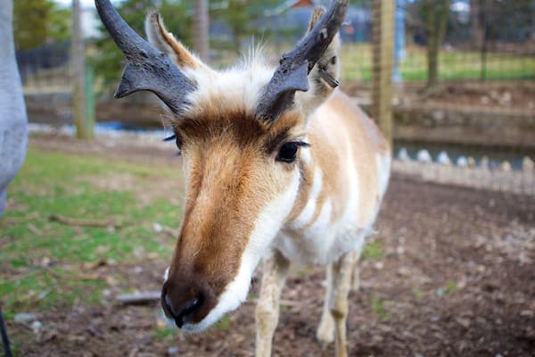 ZooAmerica which includes zoo animals and animals