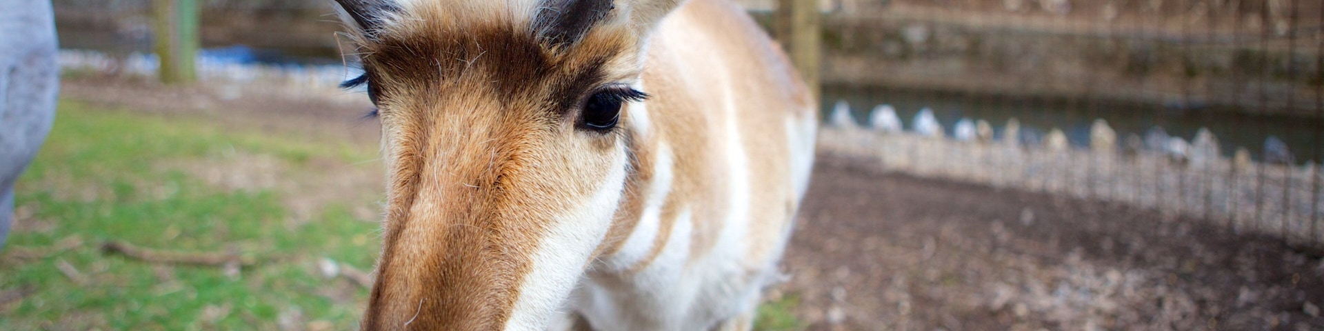 ZooAmerica which includes zoo animals and animals