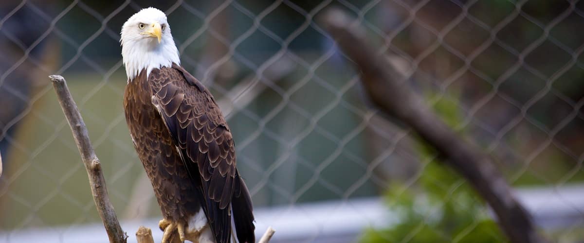 ZooAmerica which includes zoo animals and bird life