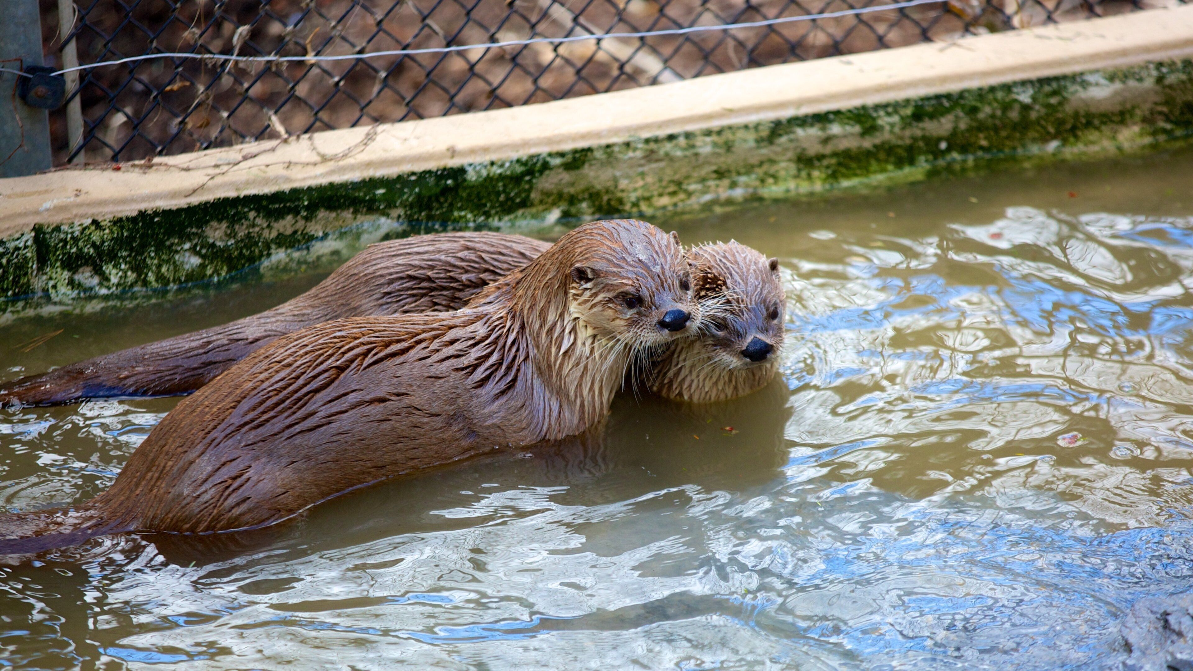 ZooAmerica featuring cuddly or friendly animals and zoo animals