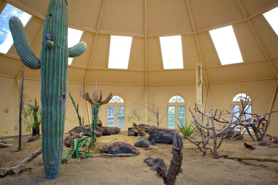 A desert exhibit with cacti and rocks.
