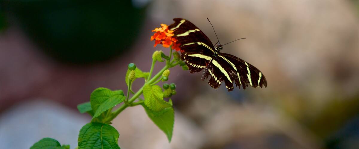 Hershey Gardens montrant animaux et fleurs sauvages