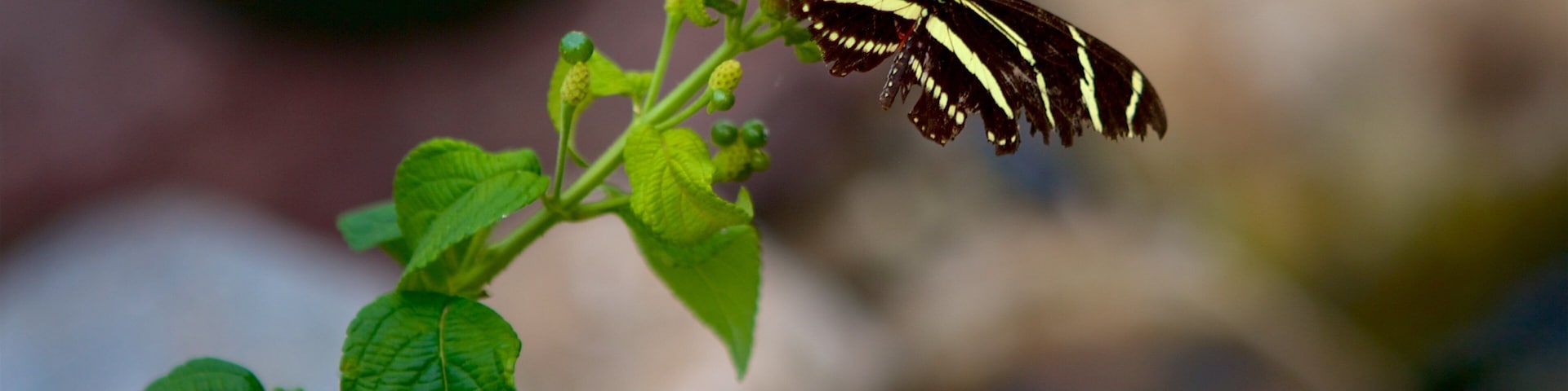 Hershey Gardens showing wildflowers and animals