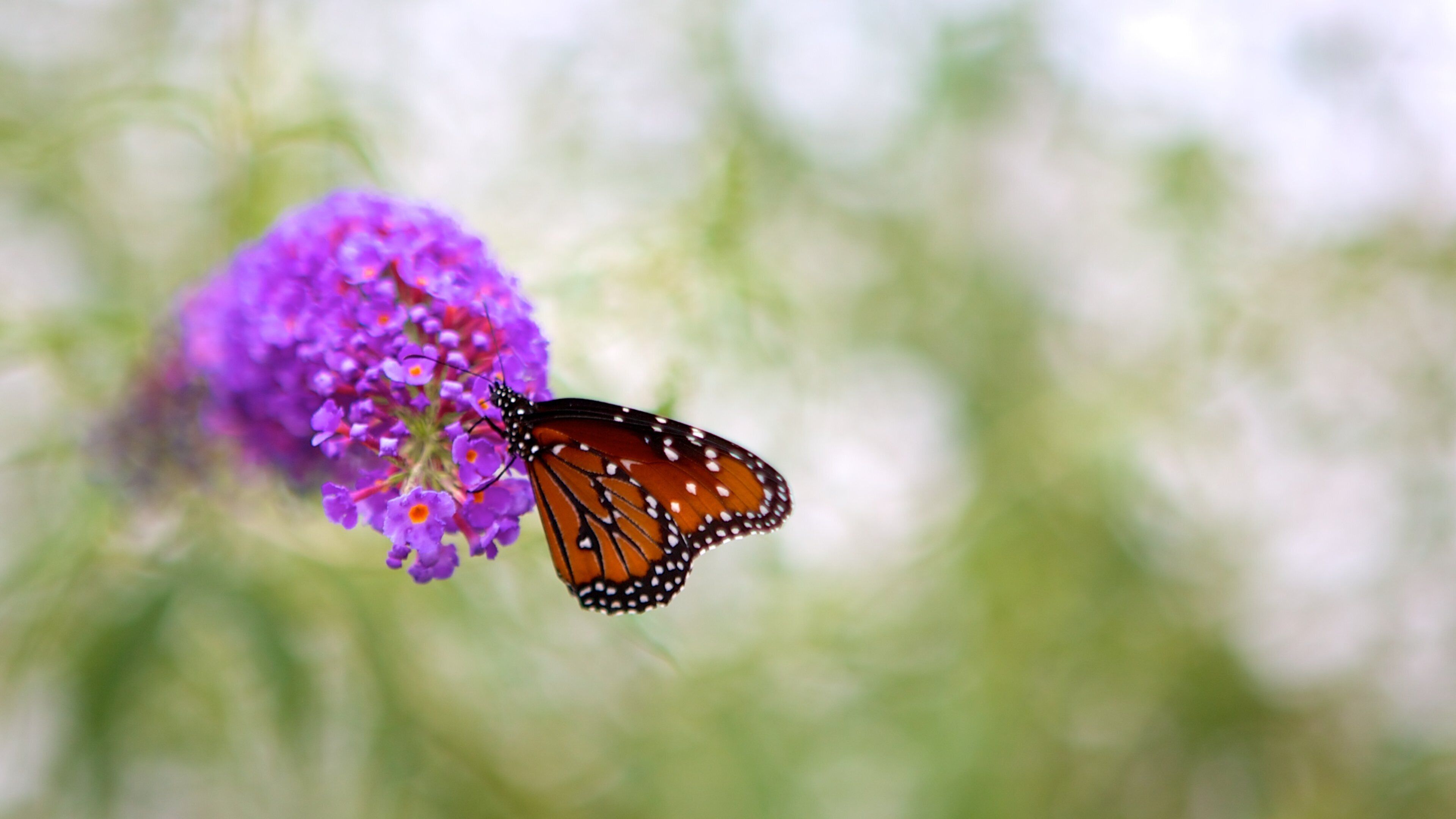 Hershey Gardens which includes flowers and animals