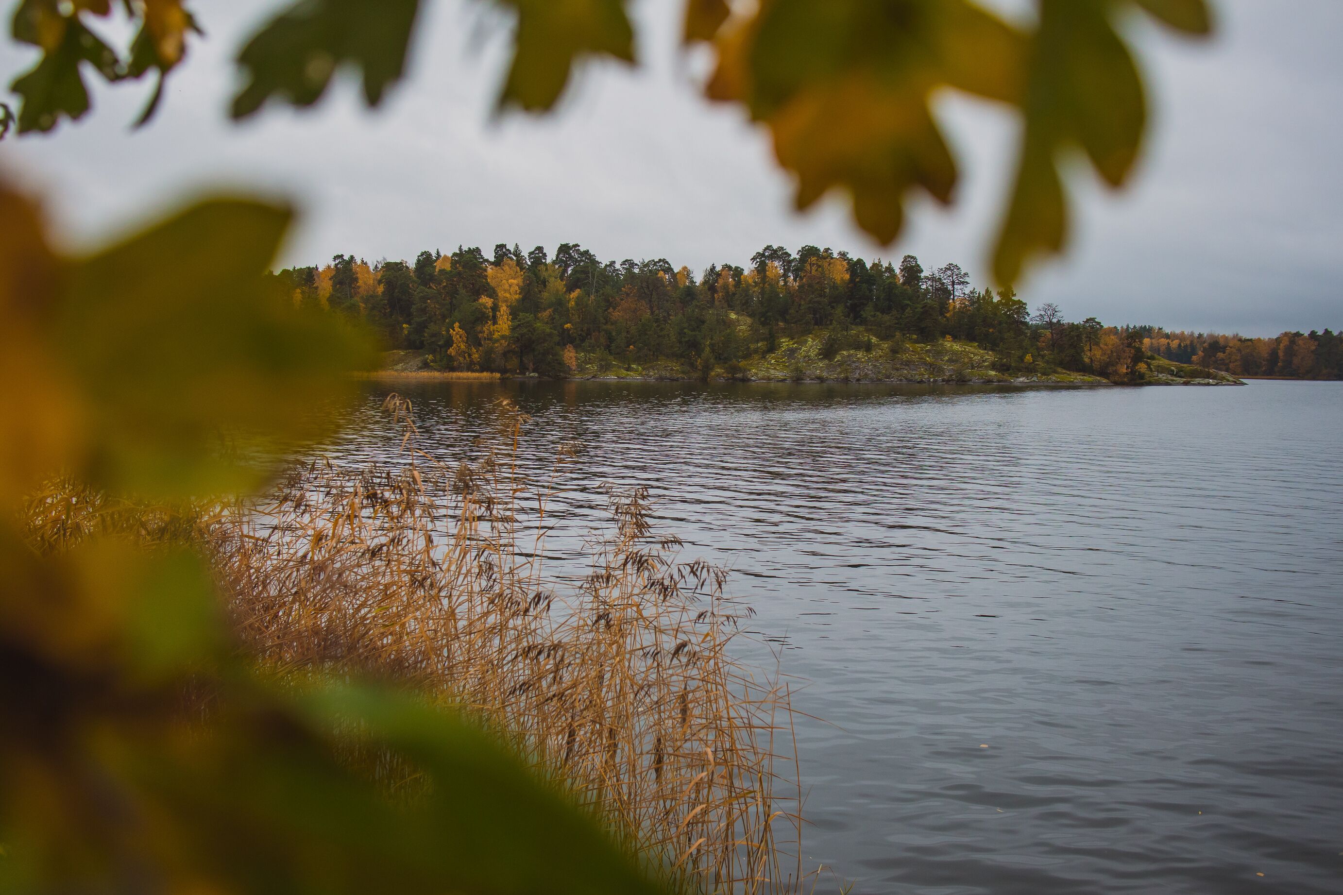 A calm lake with a forested shoreline and overhanging branches.