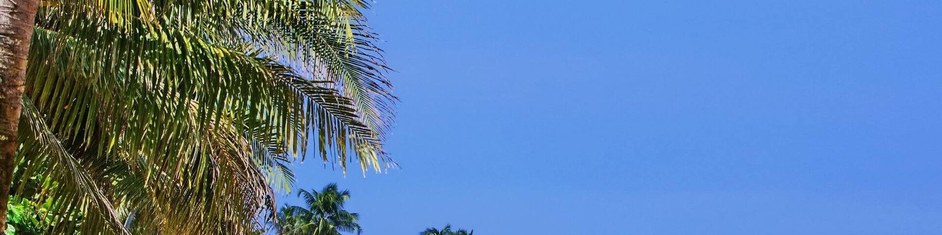 Ilha Corn mostrando cenas tropicais e uma praia assim como um homem sozinho