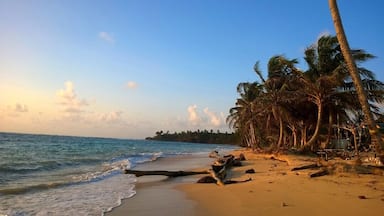 Uma praia com palmeiras, ondas do oceano e céu claro.