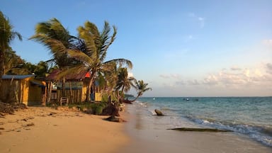 Una playa con palmeras, una cabaña y un bote en el agua.