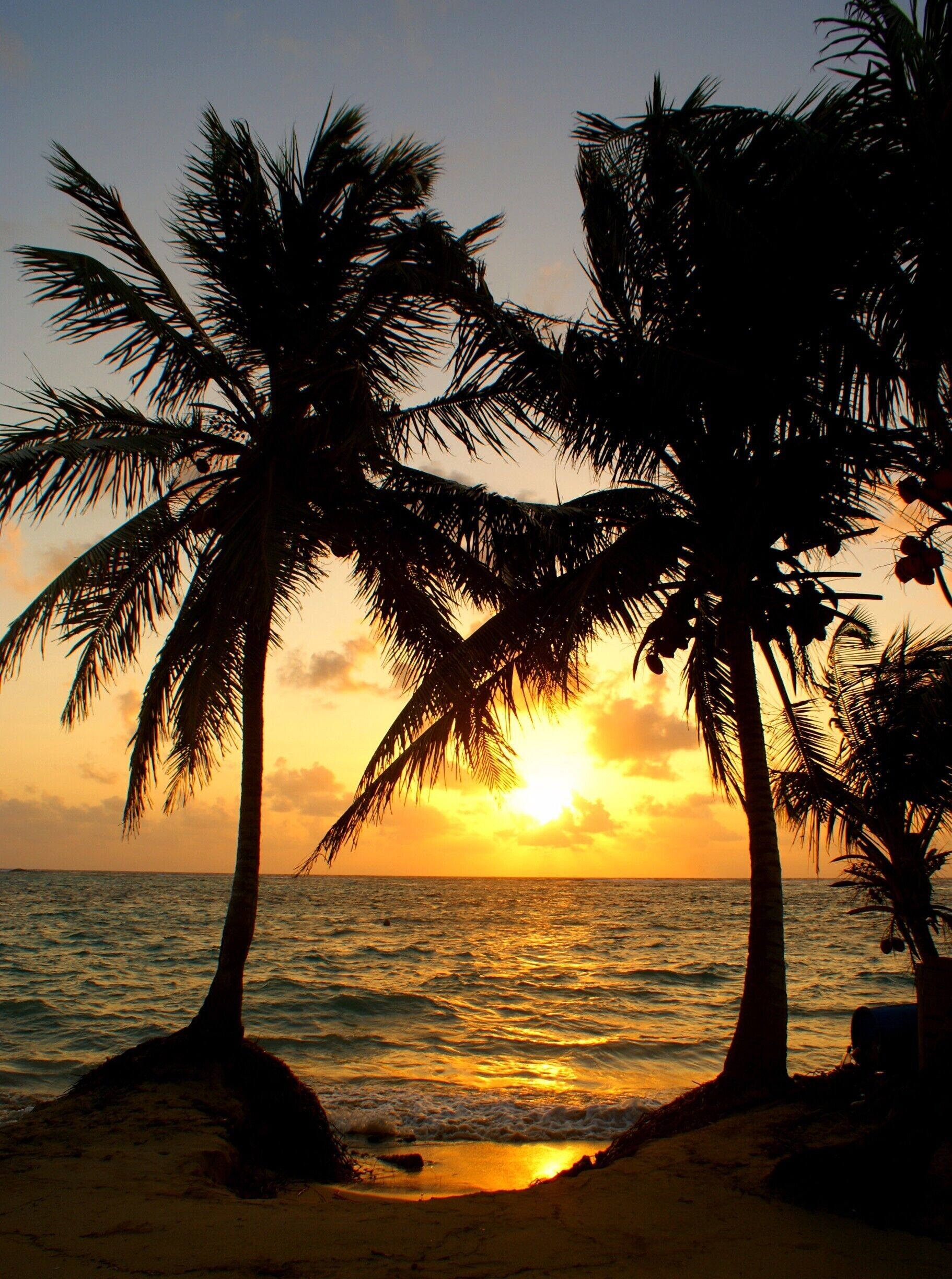 A sunset over the ocean with palm trees silhouetted against the sky.