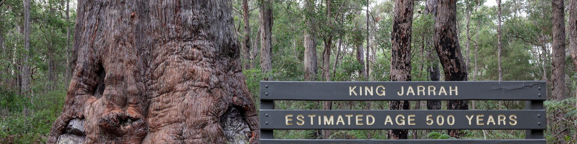 A large tree with a sign indicating it is King Jarrah, estimated at 500 years old, with a diameter of 26m and a height of 45m.