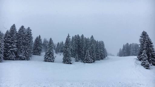 Enjoying the last snowy days before spring arrives ❄️