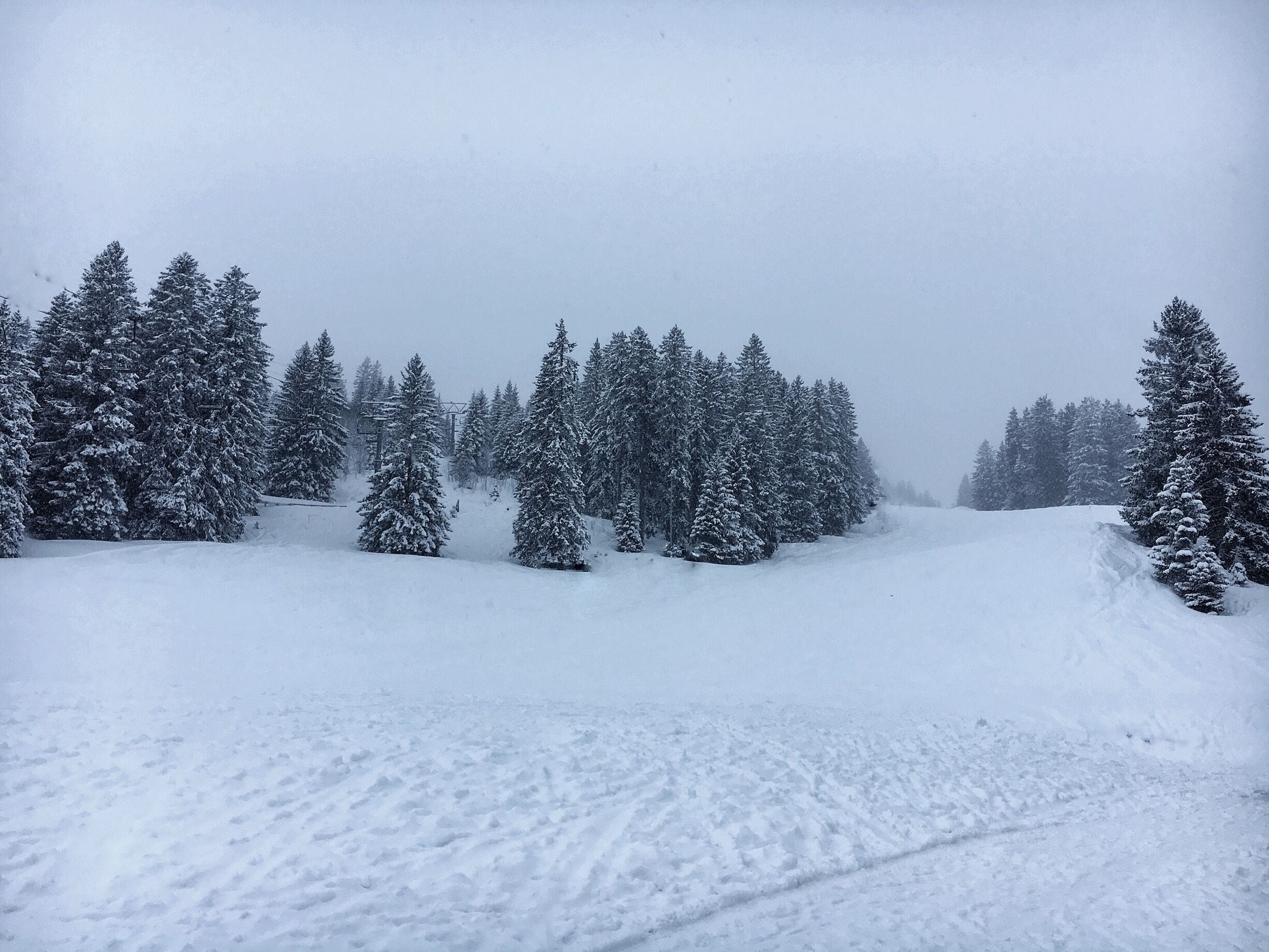 A snowy forest with dense evergreen trees and a snow-covered ground.