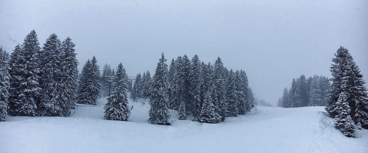 A snowy forest with dense evergreen trees and a snow-covered ground.
