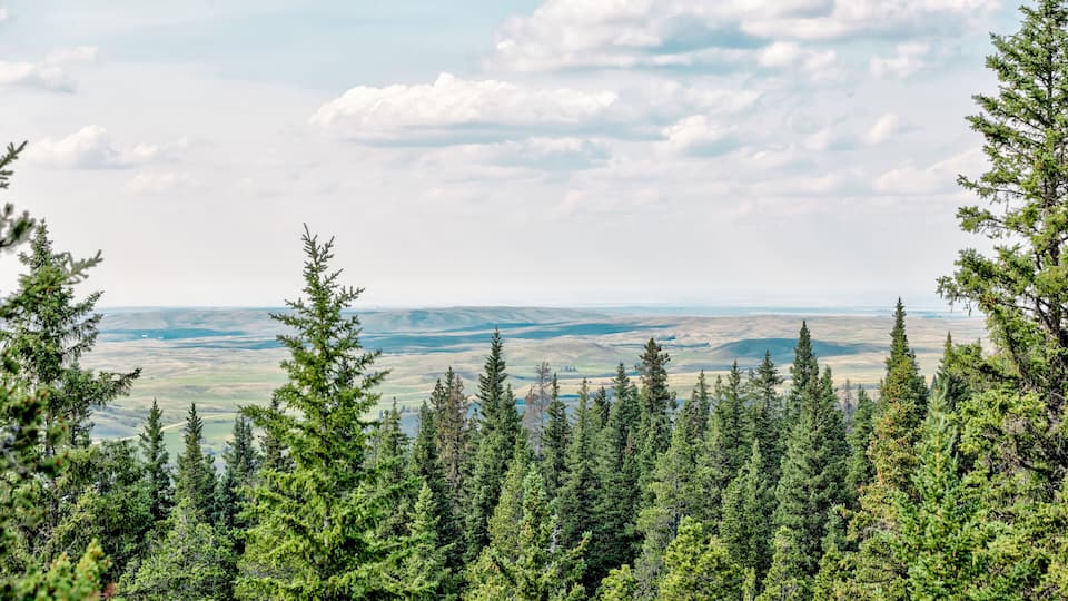 A dense forest with a view of rolling hills and a partly cloudy sky.