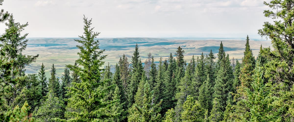 A dense forest with a view of rolling hills and a partly cloudy sky.
