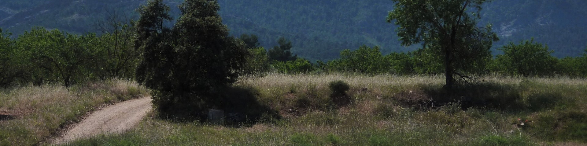 Viarnets - Giants Molars!