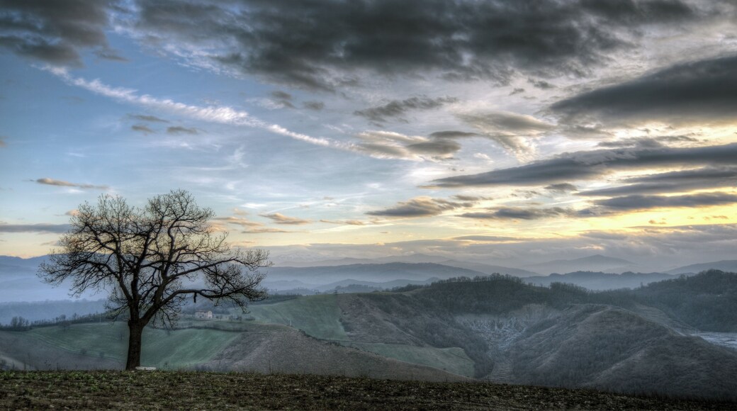 Lonely Tree - Casalgrande (RE) Italy - January 1, 2013