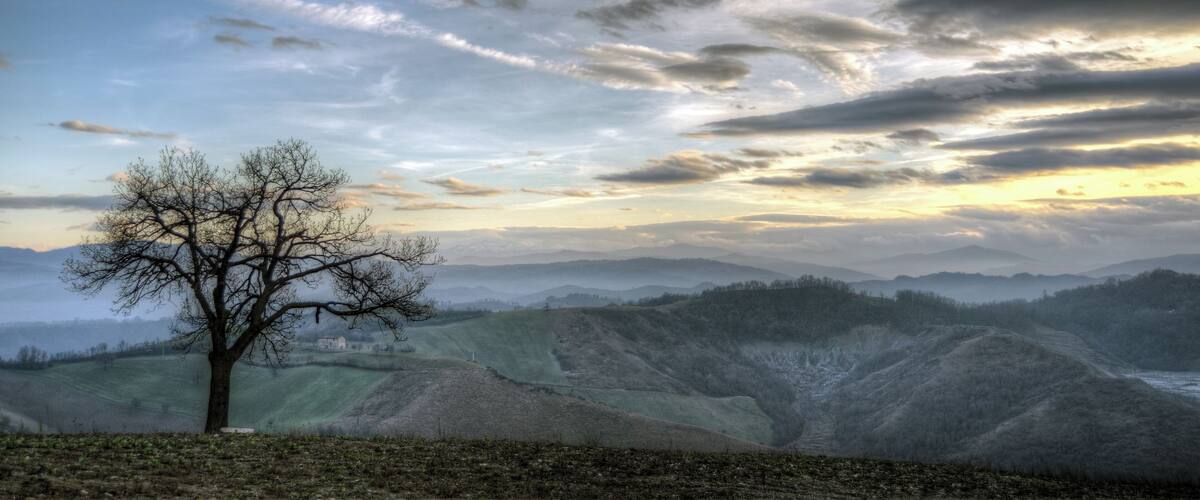 A leafless tree in a hilly landscape with a cloudy sky.