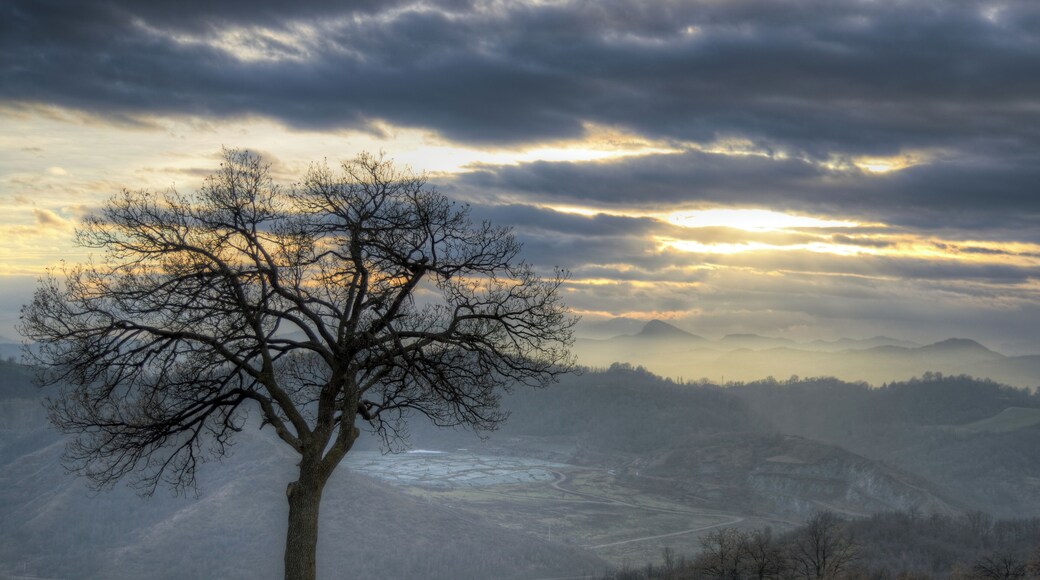 Tree - Casalgrande (RE) Italy - January 1, 2013
