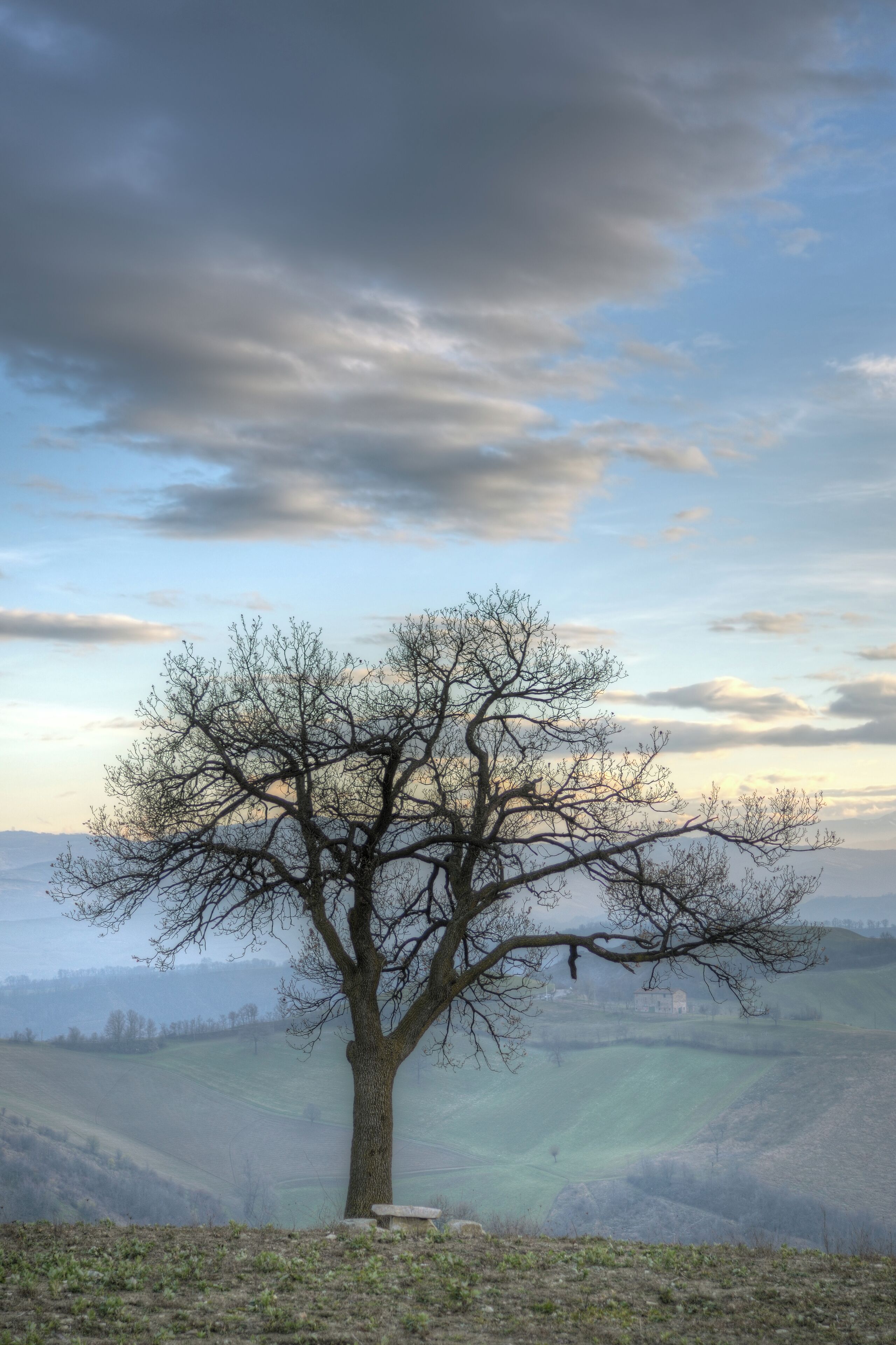 Tree - Casalgrande (RE) Italy - January 1, 2013