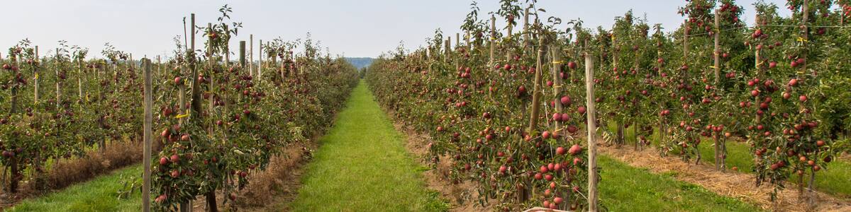 Apfelplantage