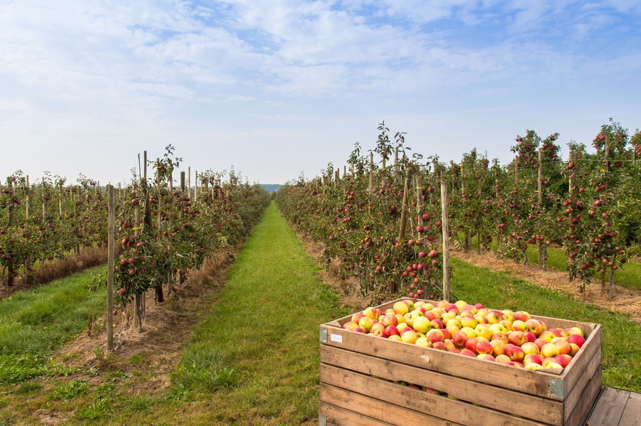 Apfelplantage