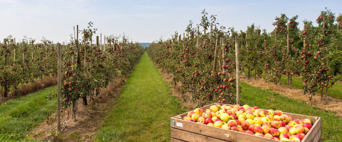 An orchard with rows of apple trees and a wooden crate filled with apples.