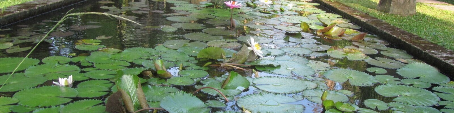 If you want serenity and you are planning a trip around Java, stay at this hotel on the outskirts of Jogjakarta. You can catch the train from Jakarta. #Java #serenity #green