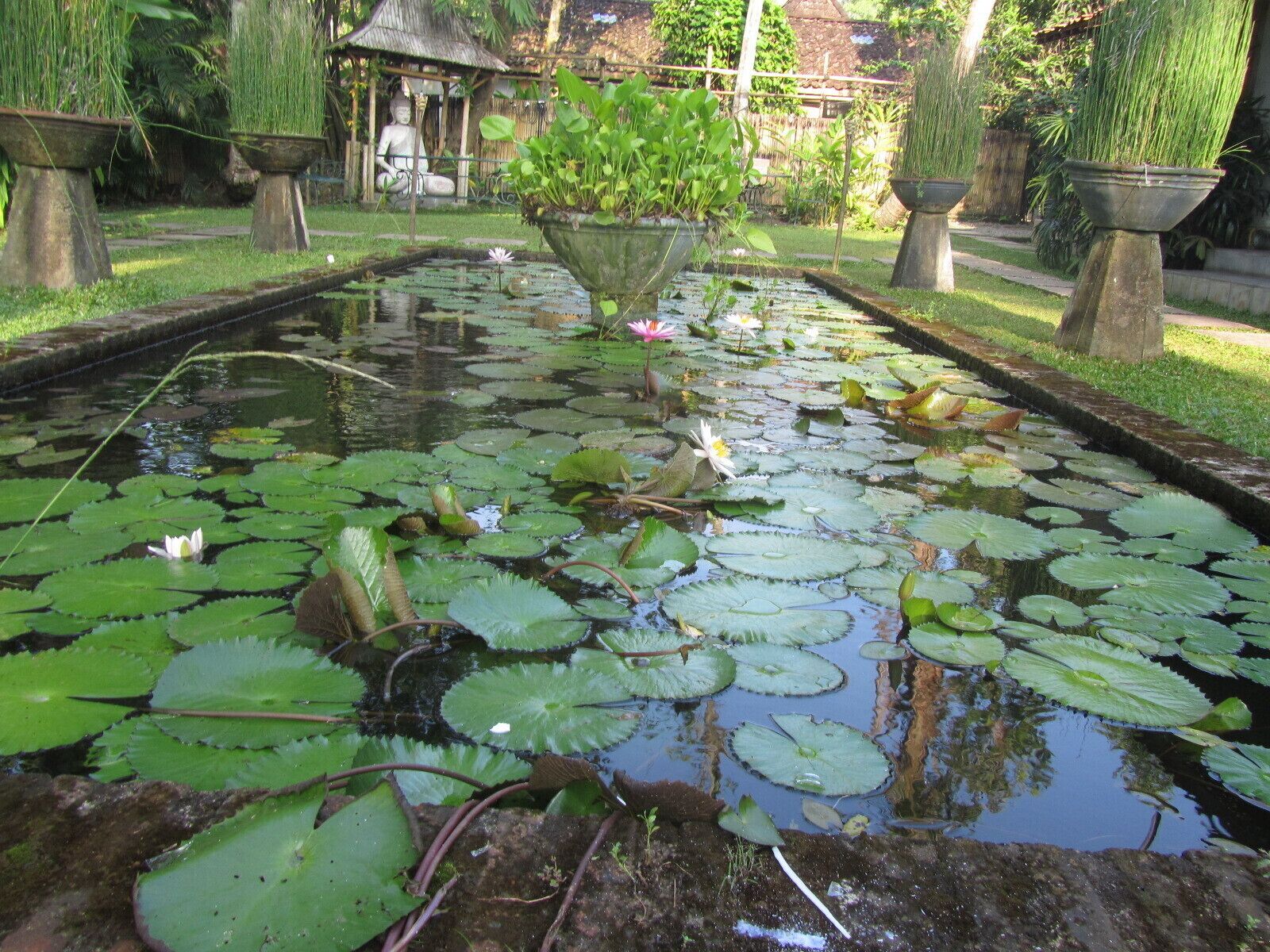 A pond with lily pads and a Buddha statue in the background.
