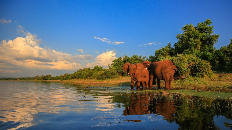 Elephant herd with baby coming to drink at river, Kruger National Park; Shutterstock ID 430522069