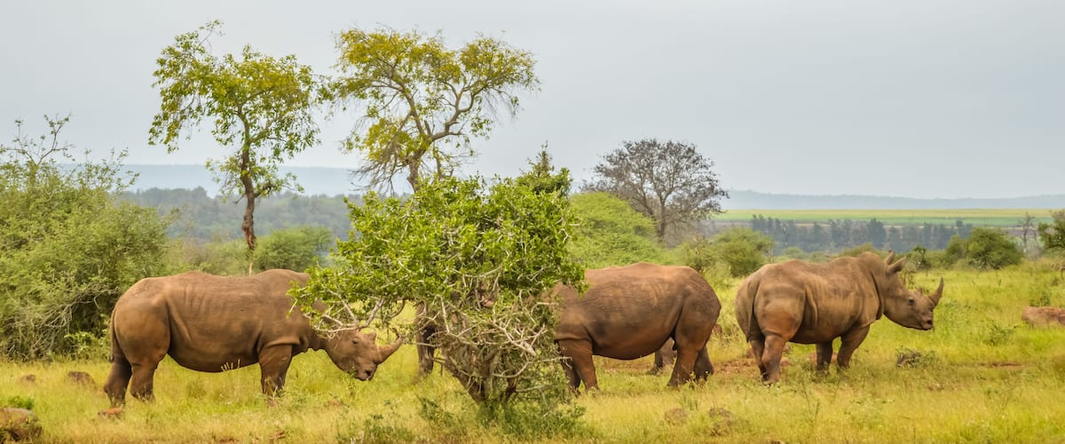 Three rhinoceroses grazing in a grassy savannah with trees and distant hills.
