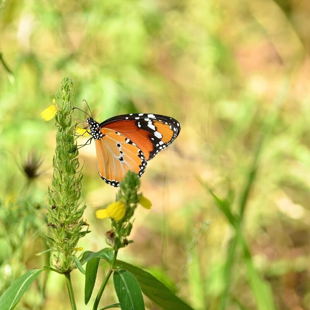 Float like a butterfly #LifeAtExpedia #Green #AfricanMonarch #Butterfly 