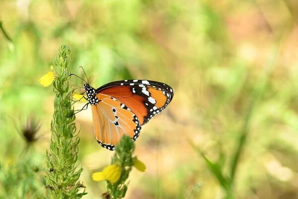 Float like a butterfly #LifeAtExpedia #Green #AfricanMonarch #Butterfly