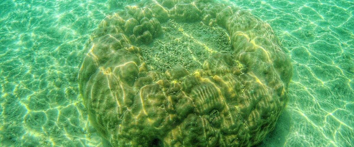 A coral reef with clear water and sunlight filtering through.